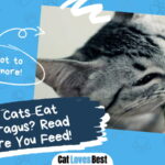 Can Cats Eat Asparagus