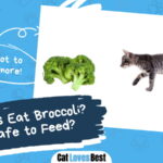 Can Cats Eat Broccoli