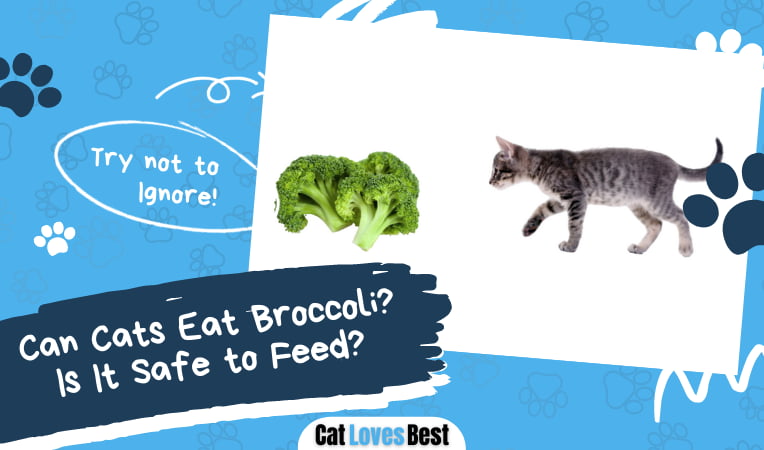 Can Cats Eat Broccoli