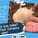 Can Cats Eat Cake