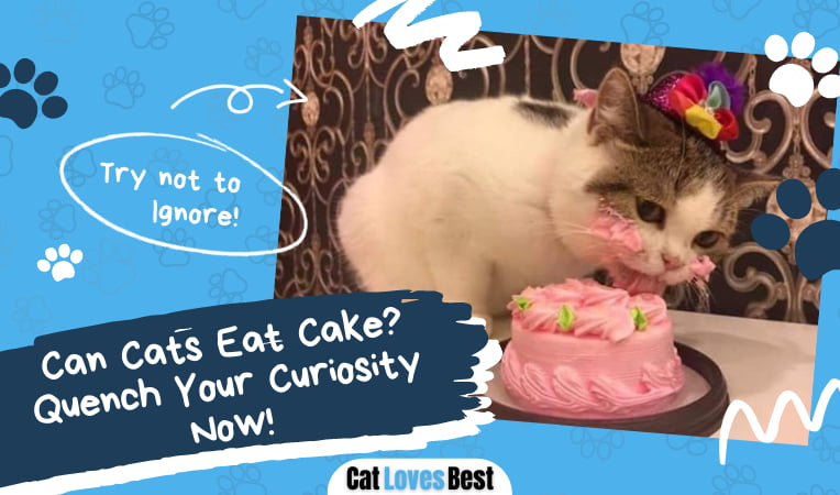 Can Cats Eat Cake