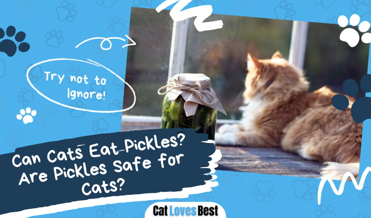 Can Cats Eat Pickles