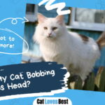 Cat Bobbing His Head