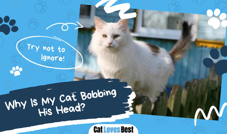 Cat Bobbing His Head