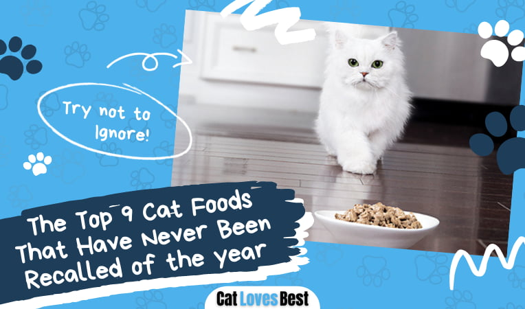 Cat Foods That Have Never Been Recalled