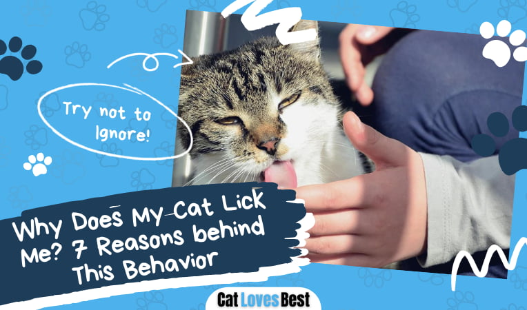 Cat Lick Me