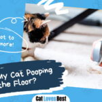 Cat Pooping on the Floor