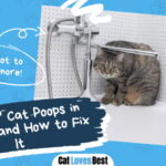 Cat Poops in the Tub