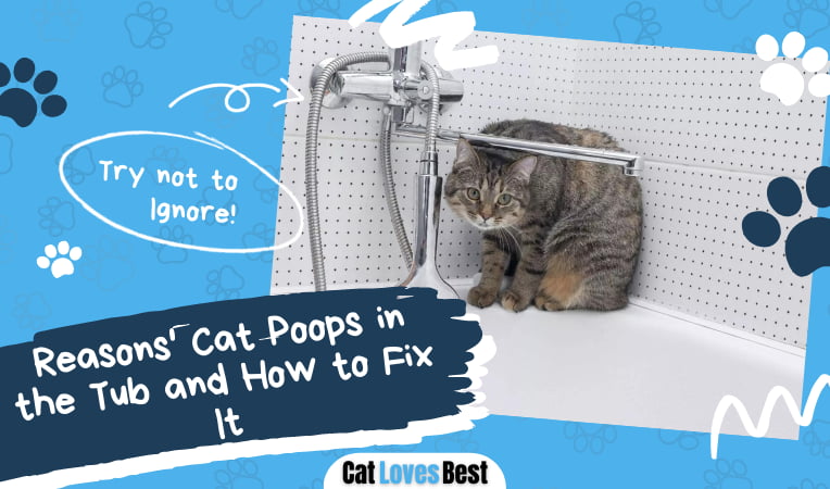 Cat Poops in the Tub