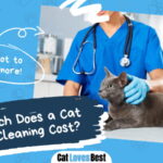 Cat Teeth Cleaning Cost