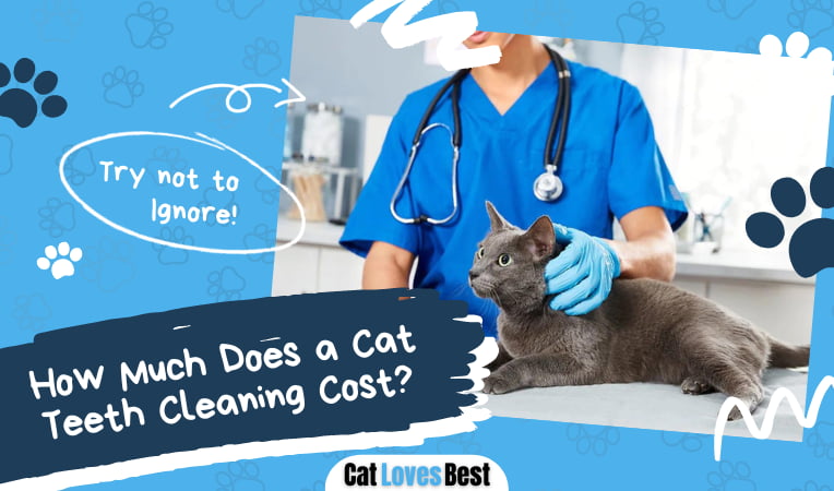 Cat Teeth Cleaning Cost