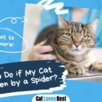 Cat Was Bitten by a Spider