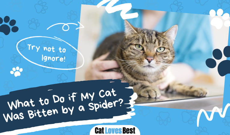 Cat Was Bitten by a Spider