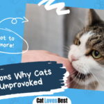 Cats Bite Unprovoked