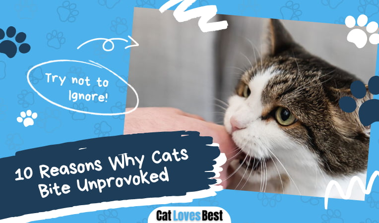 Cats Bite Unprovoked