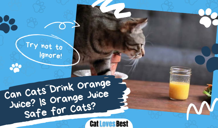 Cats Drink Orange Juice