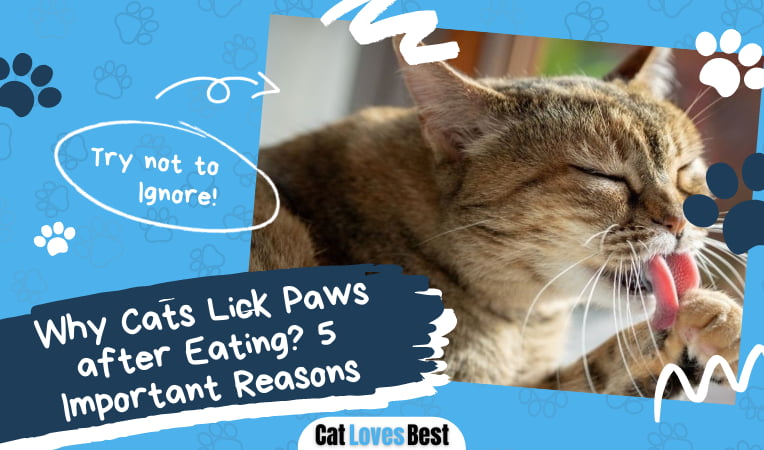 Cats Lick Paws after Eating