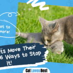 Cats Move Their Kittens