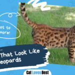 Cats That Look Like Leopards