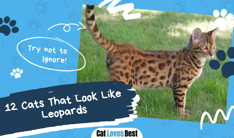 Cats That Look Like Leopards