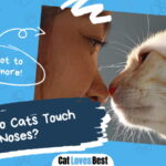 Cats Touch Noses