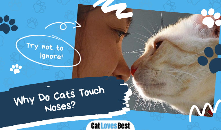 Cats Touch Noses