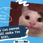 Cute Cat Memes