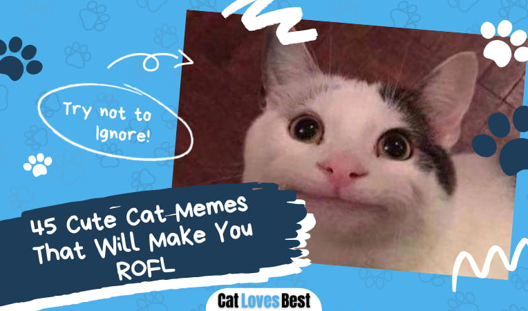 Cute Cat Memes