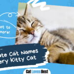 Cute Cat Names