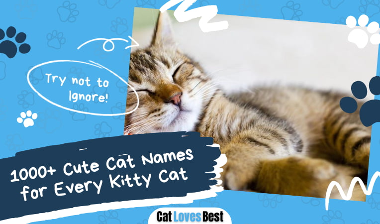 Cute Cat Names