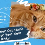 Flower Cat Name Ideas