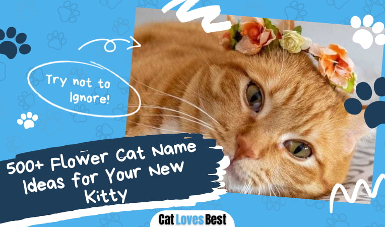 Flower Cat Name Ideas