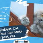 Friendliest Cat Breeds