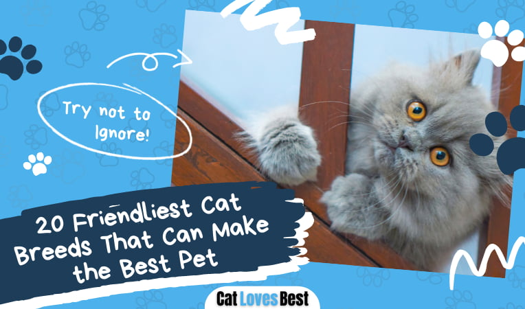 Friendliest Cat Breeds