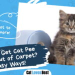 Get Cat Pee Smell Out of Carpet