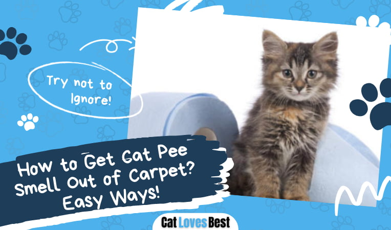 Get Cat Pee Smell Out of Carpet