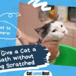 Give a Cat a Flea Bath