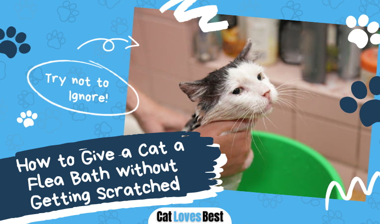 Give a Cat a Flea Bath