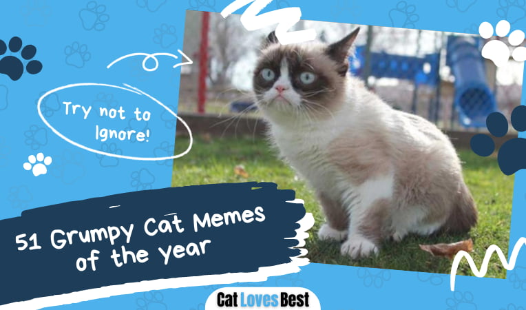 Grumpy Cat Memes