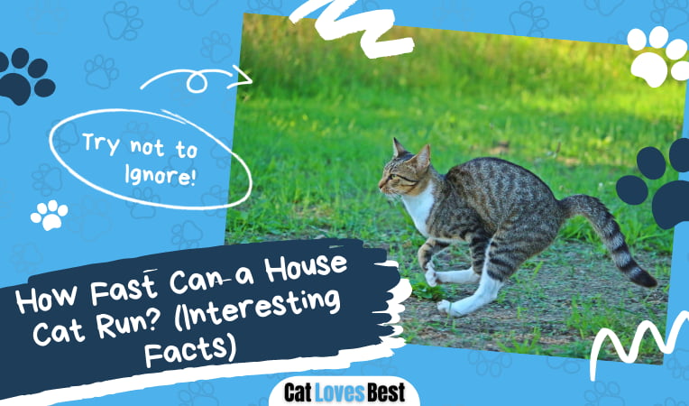 How Fast Can a House Cat Run