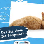 How Old Do Cats Have to Be to Get Pregnant
