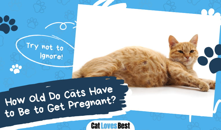 How Old Do Cats Have to Be to Get Pregnant