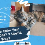 How to Calm Your Hyper Cat