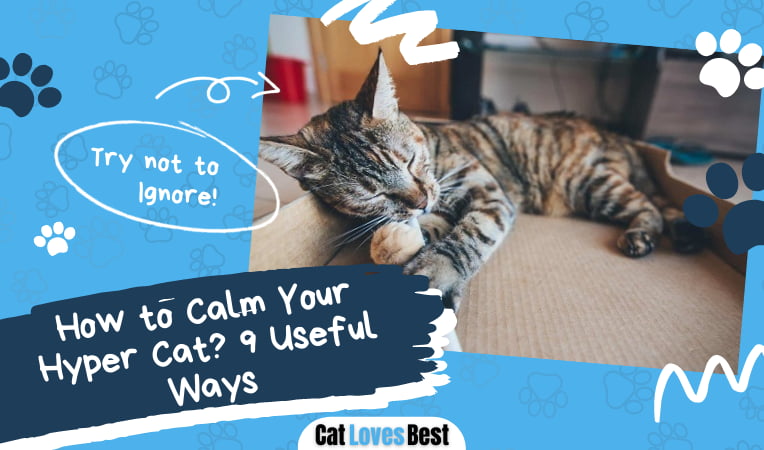 How to Calm Your Hyper Cat