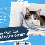 How to Stop Cat Chewing Electric Cords