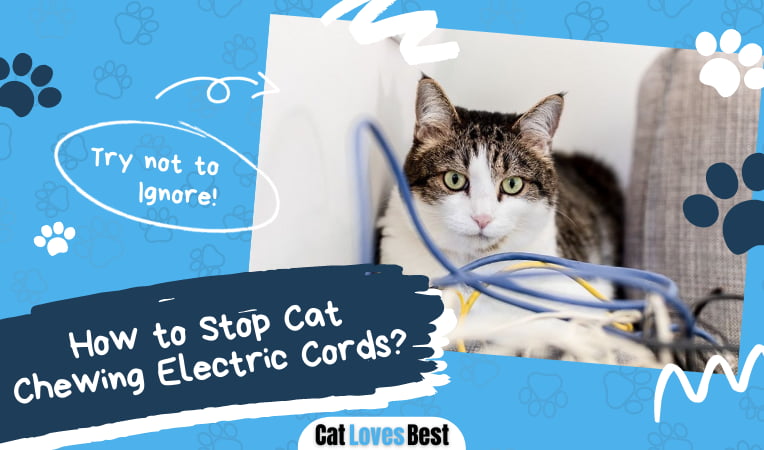 How to Stop Cat Chewing Electric Cords