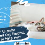 Make Constipated Cat Poop