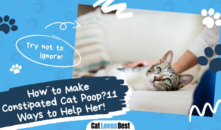 Make Constipated Cat Poop