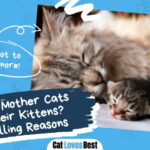 Mother Cats Eat Their Kittens