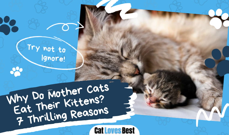 Mother Cats Eat Their Kittens